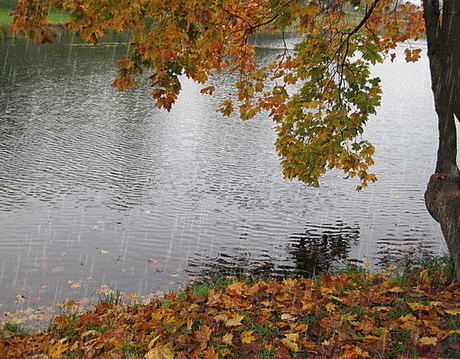 ДОЖДЛИВАЯ ОСЕНЬ