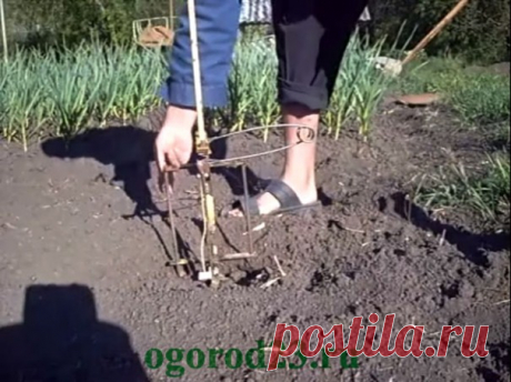 Слепыш - фото, методы борьбы