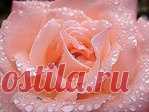 Без заголовка
