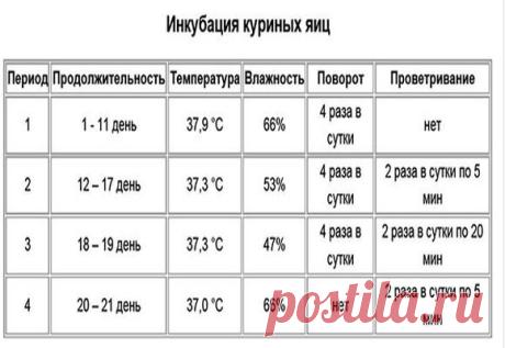 Инкубатор "Несушка" на 63, 104, 77 яиц: как пользоваться, инструкция по эксплуатации, сборка