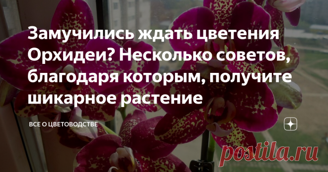 Замучились ждать цветения Орхидеи? Несколько советов, благодаря которым, получите шикарное растение Моя первая орхидея не цвела больше года. Что я только не пробовала… Хочу поделиться, как я смогла добиться цветения орхидеи!
Во-первых, я нашла оптимальное место в квартире для этого капризного растения – вообще, это южная часть дома, но так как я в принципе живу на юге – то я нашла место, где нет прямых солнечных лучей.