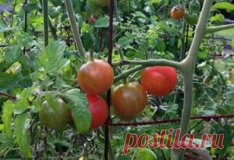 Каждый год с красными помидорами (часть 1).