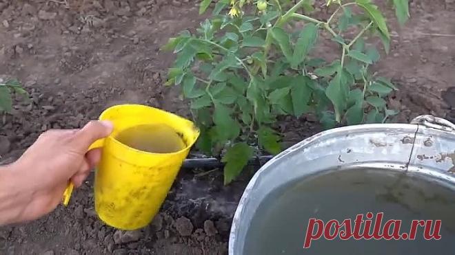 СДЕЛАЕТЕ ЭТУ ПОДКОРМКУ БУДЕТЕ С ТОМАТАМИ!