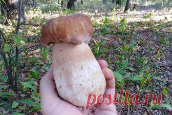 За белыми грибами . Грибные места Настала долгожданная осень, лучшая пора для сбора грибов и ягод. Я отправляюсь в лес за белыми грибами! Вы увидите места сбора грибов, где нужно собирать грибы осенью.Увидите красивую природу и секретные места где я собираю грибы! 