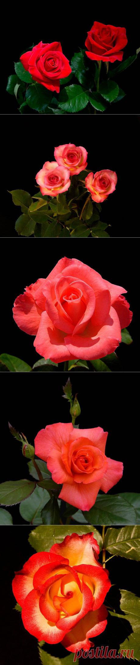 Розы на черном фоне