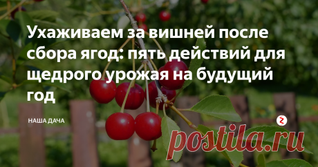 Ухаживаем за вишней после сбора ягод: пять действий для щедрого урожая на будущий год Многие дачники почему-то не считают нужным ухаживать за деревьями после сбора урожая, а, между тем, зря. За время, пока вишня цвела, наливалась плодами и зрела, почва под деревьями успела истощиться. Если хотите получать хорошие урожаи и впредь – не поленитесь и поухаживайте за вашим вишневым садом, тем более, что по времени это занимает пару часов.