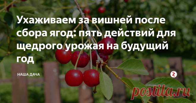Ухаживаем за вишней после сбора ягод: пять действий для щедрого урожая на будущий год Многие дачники почему-то не считают нужным ухаживать за деревьями после сбора урожая, а, между тем, зря. За время, пока вишня цвела, наливалась плодами и зрела, почва под деревьями успела истощиться. Если хотите получать хорошие урожаи и впредь – не поленитесь и поухаживайте за вашим вишневым садом, тем более, что по времени это занимает пару часов.