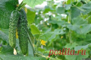 ВСЕ ЧТО НУЖНО ЗНАТЬ ОБ ОГУРЦАХ
1. После появления всходов в фазе развития 3 – 4 листочков огурцы нужно обработать следующим составом:
В ведро воды добавить 30 капель йода, 20г хозяйственного мыла и 1 л молока. Опрыскивание таким составом можно проводить через каждые 10 дней.
2. С вечера замочить булку хлеба в ведре воды, утром размять хлеб, добавить маленький пузырек йода, развести 1л жидкости в ведре воды и побрызгать огурцы. Оставшуюся жидкость можно хранить в прохладном месте. Этим р