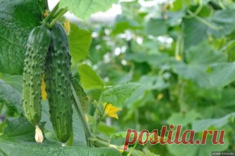 ВСЕ ЧТО НУЖНО ЗНАТЬ ОБ ОГУРЦАХ
1. После появления всходов в фазе развития 3 – 4 листочков огурцы нужно обработать следующим составом:
В ведро воды добавить 30 капель йода, 20г хозяйственного мыла и 1 л молока. Опрыскивание таким составом можно проводить через каждые 10 дней.
2. С вечера замочить булку хлеба в ведре воды, утром размять хлеб, добавить маленький пузырек йода, развести 1л жидкости в ведре воды и побрызгать огурцы. Оставшуюся жидкость можно хранить в прохладном месте. Этим р