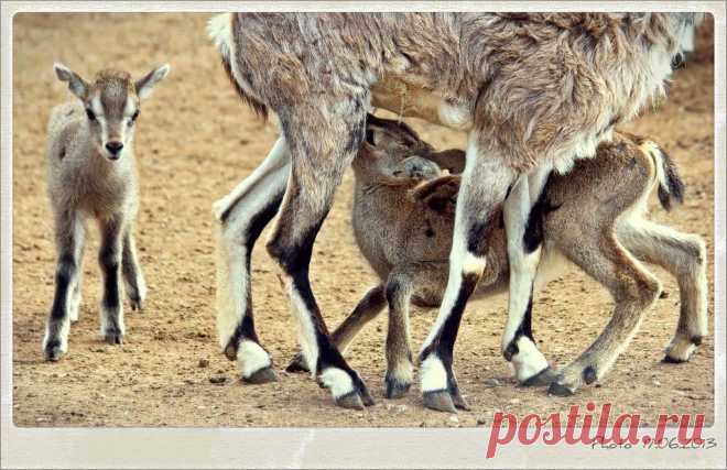 детишки и молочишко...