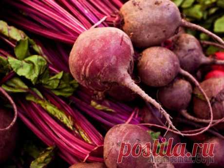 Как вырастить крупную, вкусную, здоровую свеклу