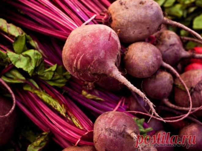 Как вырастить крупную, вкусную, здоровую свеклу