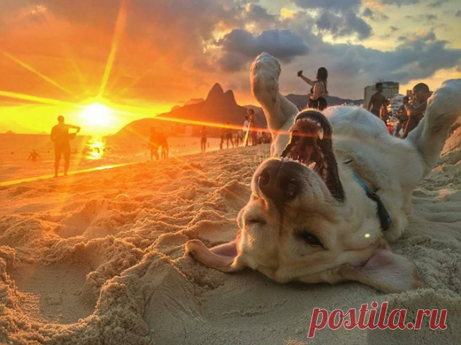 Так выглядит счастье 🌞