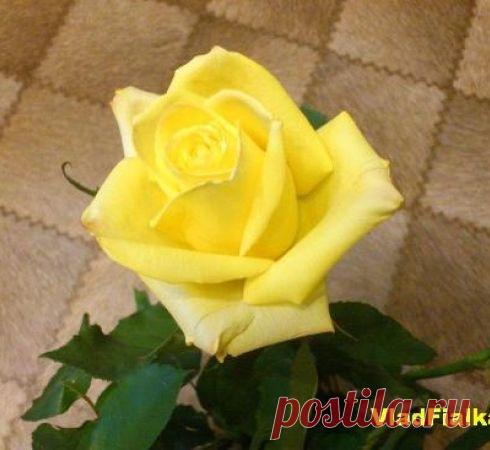 Как вырастить розу из букета | VladFialka все о фиалках и не только