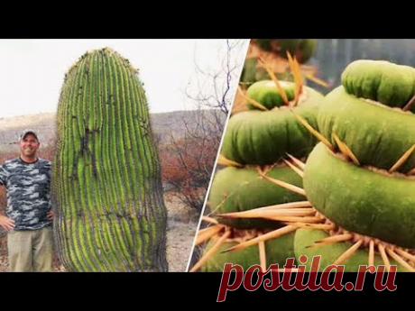 15 самых редких и невероятных экзотических кактусов в мире
