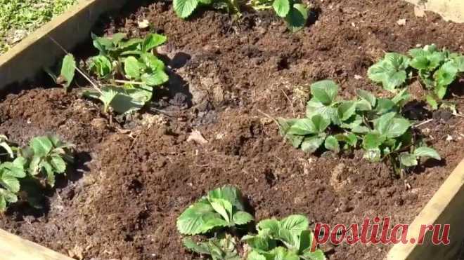 Подкормите клубнику этим средством весной. В 3 раза больше урожай