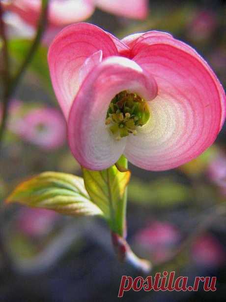 Pink dogwood bud