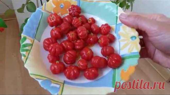 Урожай на балконе Суринамская вишня, мой любимый экзот