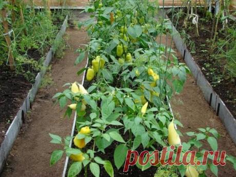 Супер урожай перца - 9 "работающих" советов