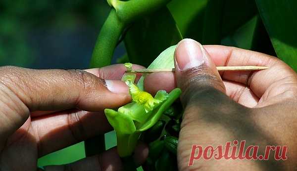 Кто хочет стать миллиардером? 1 миллиард рублей с 22 соток ванильной орхидеи!