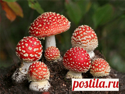 МУХОМОР КРАСНЫЙ-ЛЕКАРЬ ПРЕКРАСНЫЙ