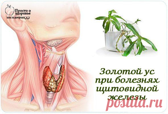 Золотой ус при болезнях щитовидной железы.