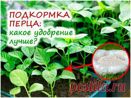 Важная апрельская подкормка для перца – какой из двух препаратов выбрать?