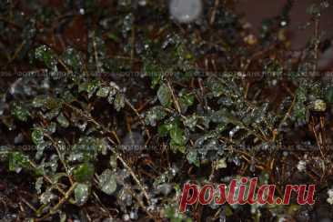 Close-up of frozen plants, winter night botanical background Стоковое фото, фотограф Ilaronsia / Фотобанк Лори