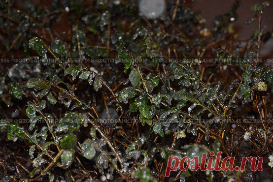 Close-up of frozen plants, winter night botanical background Стоковое фото, фотограф Ilaronsia / Фотобанк Лори