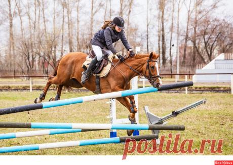 Сан Саныч. Конкур - Фотосайт Rasfokus.ru