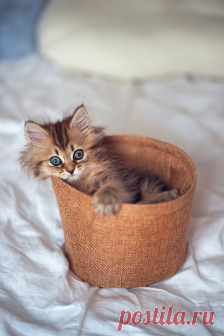 If I fits, I sits | Flickr - Photo Sharing!