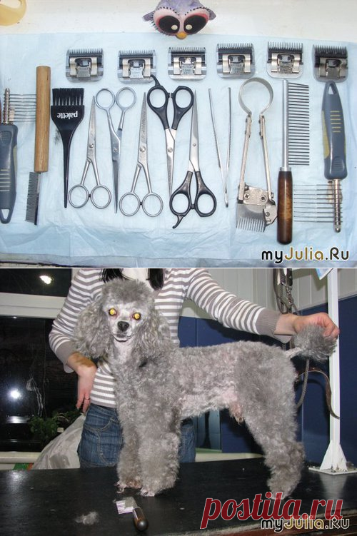 Советы начинающему грумеру: Фауна и флора нашего дома - женская социальная сеть myJulia.ru