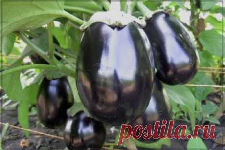 Золотые советы по выращиванию баклажанов 

Эту теплолюбивую культуру с красивыми, нарядными фиолетовыми и непривычными белыми плодами вполне можно выращивать в теплицах и получать неплохой урожай в любое, даже не очень жаркое лето. Нужно лишь запомнить несколько правил.

1. Правильно выбирайте сорт.
Лучше, чтобы он был скороспелым или среднеспелым. Самые скороспелые — Чешский ранний, Робин Гуд (с фиолетовыми плодами), гибрид Пинг-Понг (с белыми мячиками диаметром 4–5 см) и...