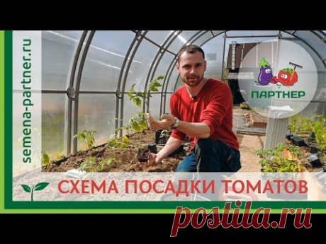 СХЕМА ПОСАДКИ ТОМАТОВ