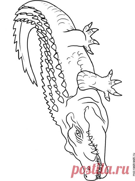 Крокодил раскраски распечатать