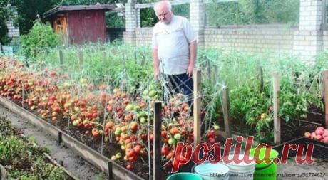 Дедовский рецепт для томатов
Этот полузабытый дедовский рецепт я выписала из старой газетной подшивки, но опробовать все не было времени. Решилась наконец в прошлом году.
Рецепт очень прост.
В трехлитровую банку заливаю 2,6-2,7 л воды без хлора (отстоянной), добавляю 100 г разведенных теплой водой дрожжей и 0,5 ст. сахара. 
Накрыв марлей, держу банку в тепле, время от времени взбалтывая содержимое. 
Раствор готов, когда закончится брожение.