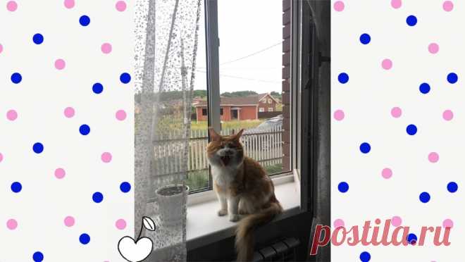 Подборка смешных моментов и фотографий с Чарли (котом породы Мейн-кун) для поднятия настроения

Приветствую Вас, уважаемые читатели!

В этой статье я хочу поделиться с Вами подборкой очень смешных моментов во время съемок кота Чарли (породы Мейн-кун) для поднятия настроения.

Подборку хочу начать с фотографии, которая была сделана мною в разгар лета совершенно случайно во время съемок видеоролика про нашего всеобщего любимца: