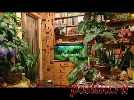 дубль№2, комнатные цветы
