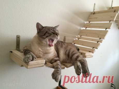 Игровая площадка для кошки в квартире Любителям домашних питомцев, а в особенности котов, будет весьма любопытно взглянуть на удивительные примеры игровых площадок, которые можно соорудить в собственной квартире. Собрать подобное своими руками довольно просто, и в выигрыше остаются все — котам есть, где погулять и развлечься, и мебель в доме однозначно останется гораздо целее.