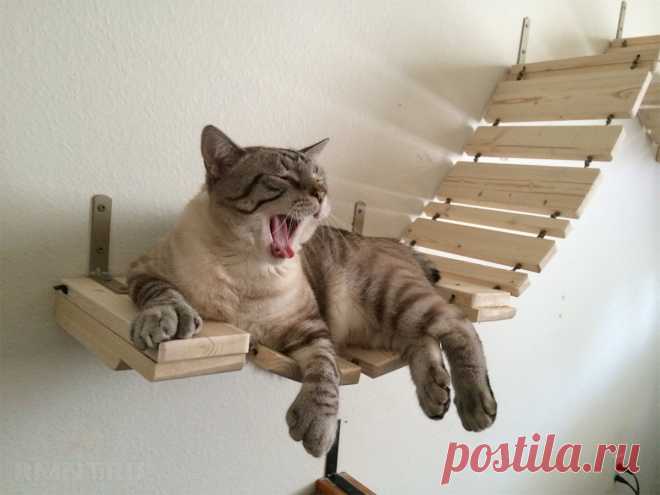 Игровая площадка для кошки в квартире Любителям домашних питомцев, а в особенности котов, будет весьма любопытно взглянуть на удивительные примеры игровых площадок, которые можно соорудить в собственной квартире. Собрать подобное своими руками довольно просто, и в выигрыше остаются все — котам есть, где погулять и развлечься, и мебель в доме однозначно останется гораздо целее.