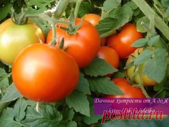 ФУРАЦИЛИН ОТ ФИТОФТОРЫ