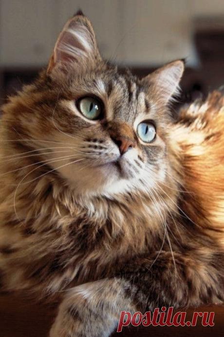 (7) Facebook
☕❄У котов есть одно свойство, и я им восхищаюсь. Коты не признают вины, они не смущаются. Вообще! Кот сделает глупость — по нему это не скажешь. Пес перевернет лампу — по нему сразу видно кто виноват. Коты не такие, кот не признает вины. Кот переходит к следующему занятию.
— Что, что? Это не я. Я кот. Что-то разбилось — спроси собаку.
