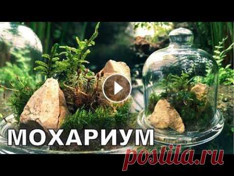 Мини-лес под колпаком. Флорариум своими руками. Популярная Ботаника #флорариум #мохариум #цветы Заказать набор &quot;Сделай сам&quot; и готовые мохариумы можно в инстаграм Для адептов WhatsApp есть чатик для заказов Пр...