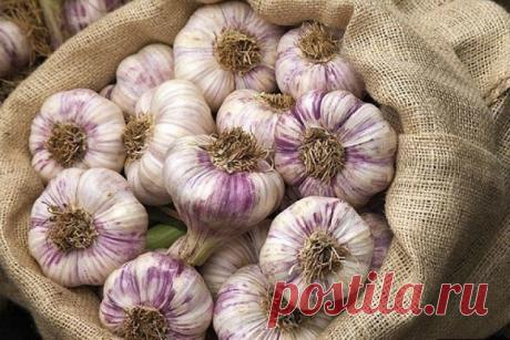 Уход за чесноком.

‣ Как только листья чеснока появятся из земли, посадки подкармливают азотным удобрением. Для этого в 10 л воды растворяют 1 ст. ложку мочевины, 10 л - на 1 м2.
‣ Когда листья чеснока достигнут высоты 10-15 см, отгребают землю от луковицы, обсыпают золой и возвращают землю на место. Эту операцию повторяют при появлении стрелок.
‣ Удаляя стрелки чеснока, оставьте несколько штук. По ним можно легко определить оптимальный срок уборки урожая. Как только на го...