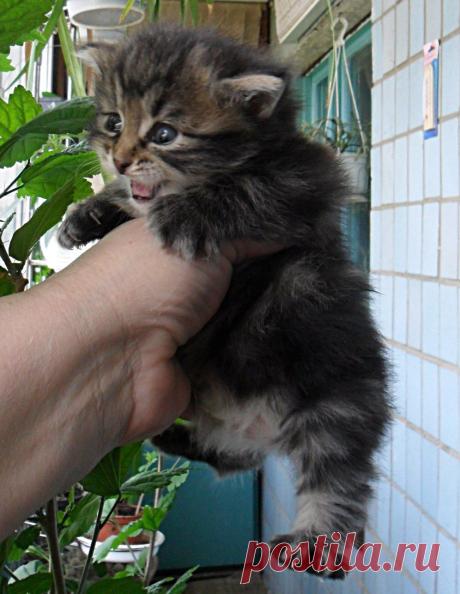 Котенок-бобтейленок