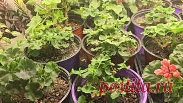 А ВЫ ЗНАЛИ, ЧТО ГЕРАНЬ ОСЕНЬЮ и ЗИМОЙ ПОДКАРМЛИВАЮТ ТОЛЬКО ТАКИМ СПОСОБОМ! | Цветочные советы от Елены | Дзен