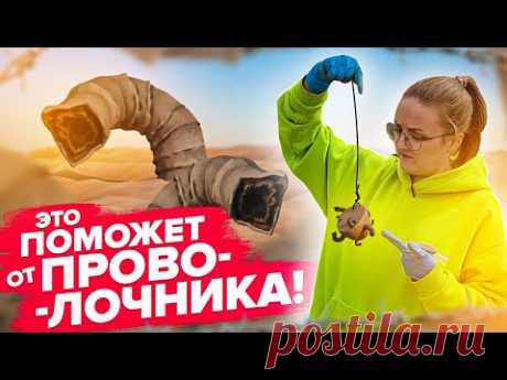 ПРОВОЛОЧНИК УЙДЕТ НАВСЕГДА! Как бороться с проволочником