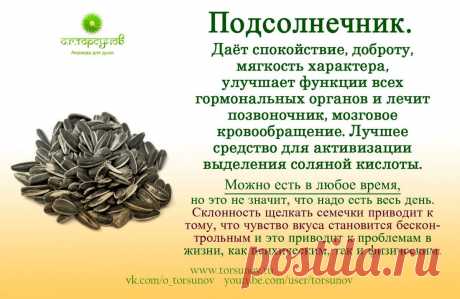 Подсолнечник