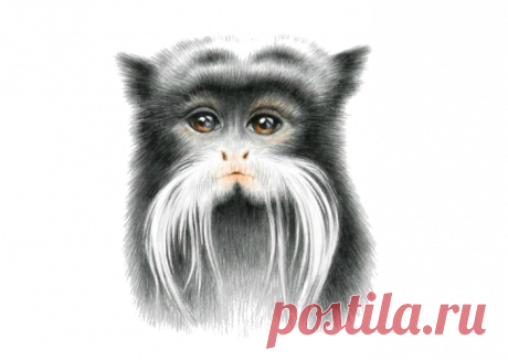 Императорский тамарин (лат. Saguinus imperator)