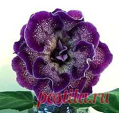 Глоксинии махровые-прекрасное рядом | 3